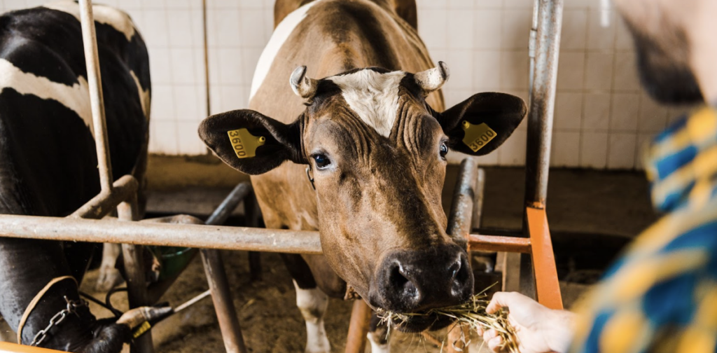 Cow being hand fed in livestock barn