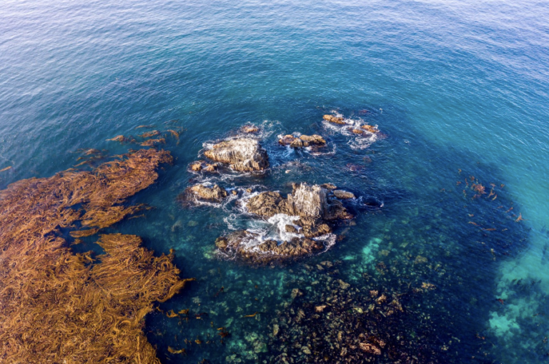 Kelp forest